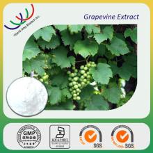 resveratrol grapevine extract