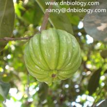 Garcinia Cambogia Extract