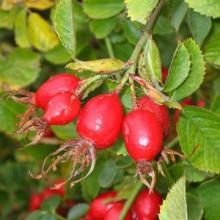 Rose hips Extract 10:1  Rosa   canina  Extract