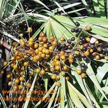 Saw Palmetto Extact  Fatty   acid s  25 %