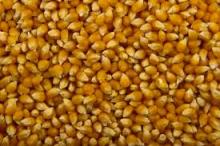 pop   corn 