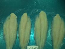  pangasiu s