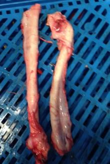 pork aorta