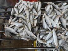 frozen sardine fish