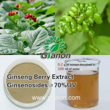 Panax Ginseng Berry Extract
