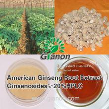American Ginseng Root Extract