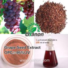 Grape Seed Extract