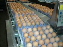 Broiler hatching chicken eggs