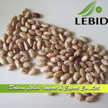 Light Speckled Kidney Beans Round Shape