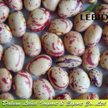 Light Speckled Kidney  Bean s Round Shape( Xinjiang  Origin)