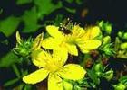 St.John's wort extract of FineSky