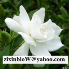  Gardenia  Blue