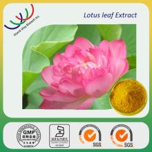  lotus   leaf   extract 