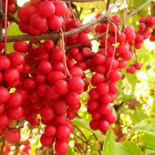 Schisandra Chinessis Extract