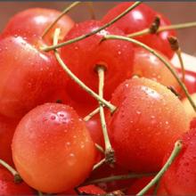  Tart  Cherry Extract