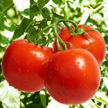 Tomato Extract 20:1