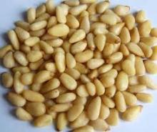 pinenuts kernel