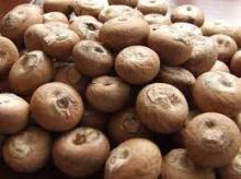 betel nuts kernel