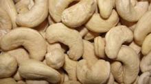 macadamia nuts kernel