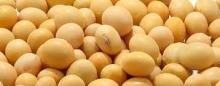 soybean