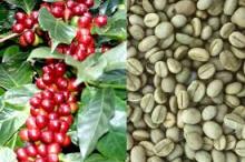 arabic coffee beans