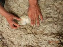 Dry salted  sheep  skin