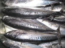 Frozen Bonito Fish
