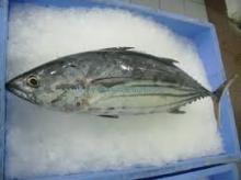  Frozen   Skipjack   Tuna   fish 