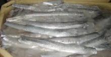 Frozen  Ribbon  fish