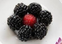 Fresh blackberry