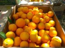 Fresh Valencia Orange