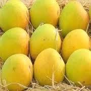 Fresh  Alphonso  Mango