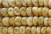  Dried   Fig s