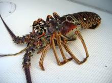 Live spiny lobster