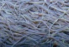  live  glass  eel  ( anguilla  rostrata)