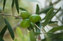 Olive leaf extract with oleuropei 20%