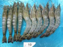 Black Tiger Shrimp HOSO Body Peeled