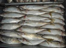 FROZEN MACKEREL FISH