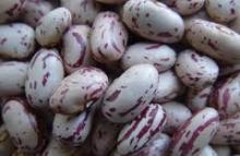 Light speckled kidney beans