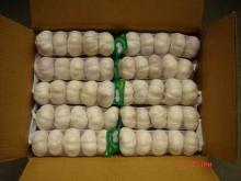 High quality fresh normal white garlic