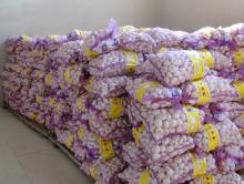 Pure   white   Garlic   5 cm,  5 . 5 cm