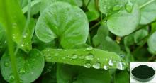 Sodium copper chlorophyllin