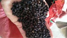 BULK BLACK PEPPER, NATURAL BLACK PEPPER