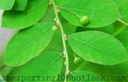 Chanca Piedra Extract