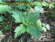 Nettle root Extract