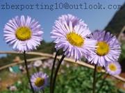 Erigeron Breviscapus Extract
