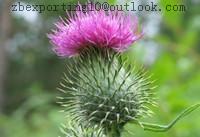 Milk Thistle Extract