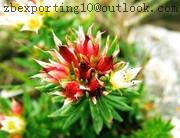 Rhodiola Rosea Extract