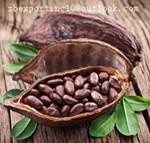 Theobroma Cacao Extact
