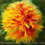 Carthamus yellow